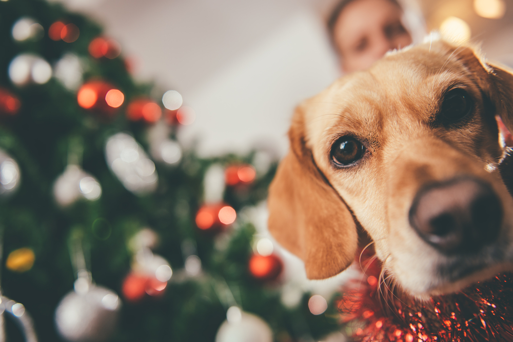 dog with owner and holiday tree