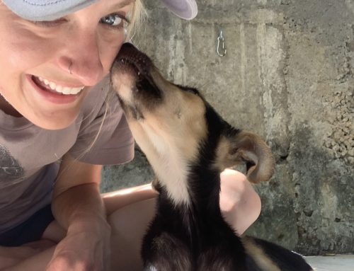 How A Rumpus Writer Helps Animals Internationally—And How You Can, Too
