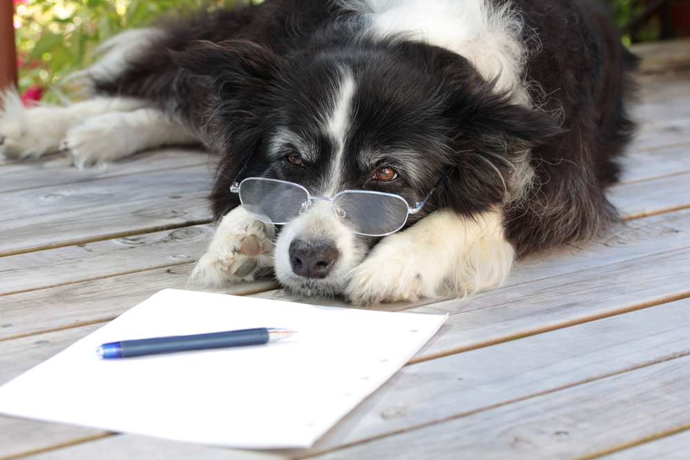 does-your-veterinary-business-need-professional-writing-help-rumpus