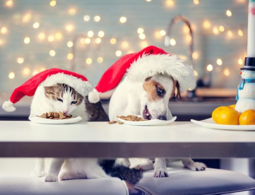 5 Veterinary Holiday Content Ideas