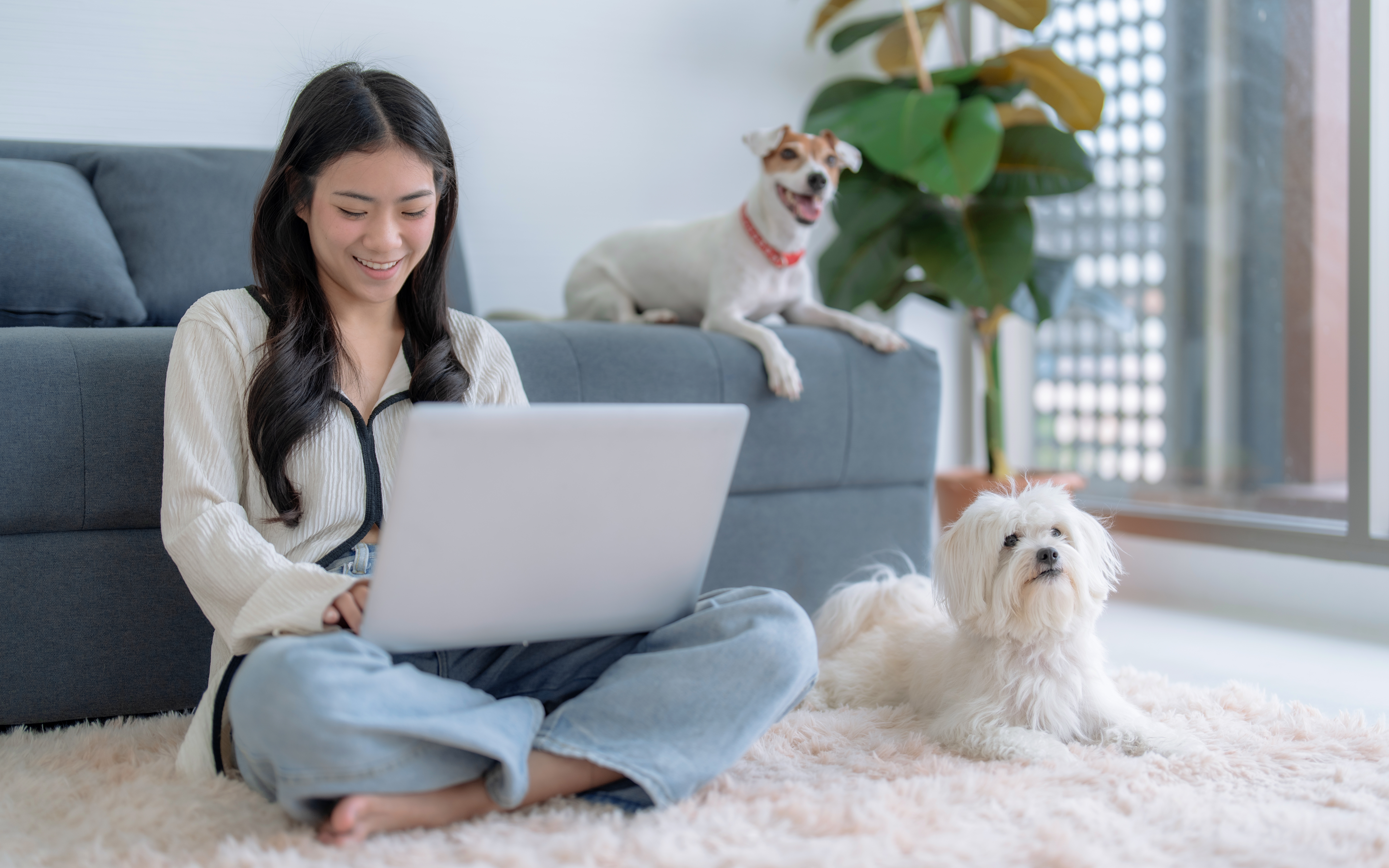 A girl is sitting on the floor with a laptop. A terrier-type dog is on the couch and a Maltese is sitting beside her.