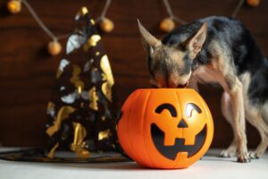 Small dog with their head in a jack-o-lantern treat bucket