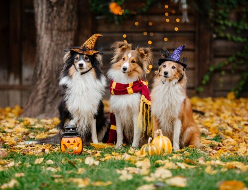 Rethinking Client Education: 5 Fresh and Fun Ways to Share Halloween Pet Safety Tips