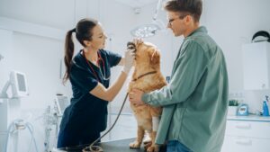 A female veterinarian examines a dog's mouth while a male client holds the dog
