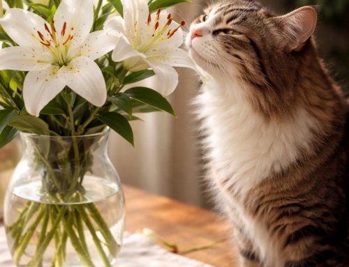 Powerful Messaging for Pet Poison Awareness Month