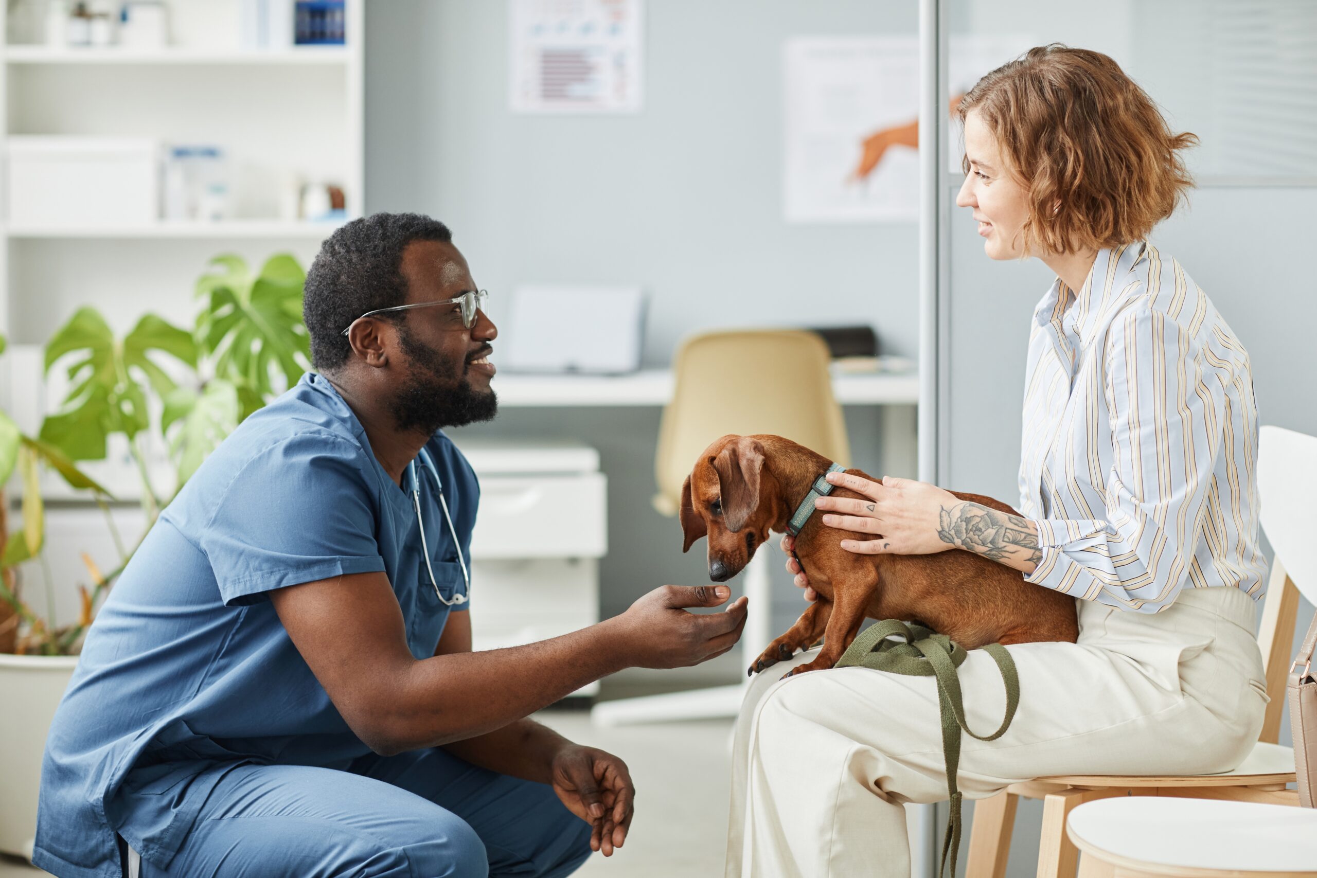 Male veterinarian crouches on floor across from female holding a dachshund in her lap